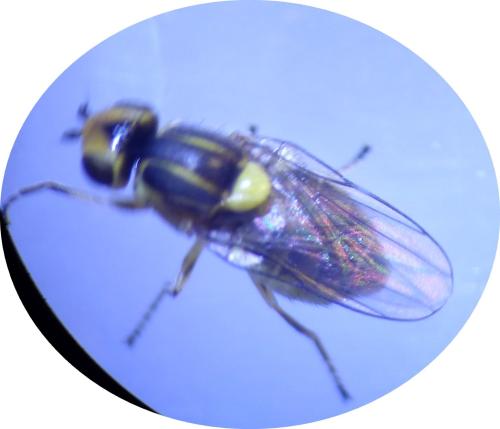 Réf. 300 522 : Chlorops pumilionis